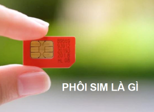 phoi sim la gi